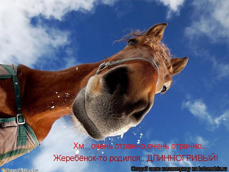 Хм...очень странно,очень странно... Жеребёнок-то родился...ДЛИННОГРИВЫЙ!... Котоматрица: Хм...очень странно,очень странно... Жеребёнок-то родился...ДЛИННОГРИВЫЙ!