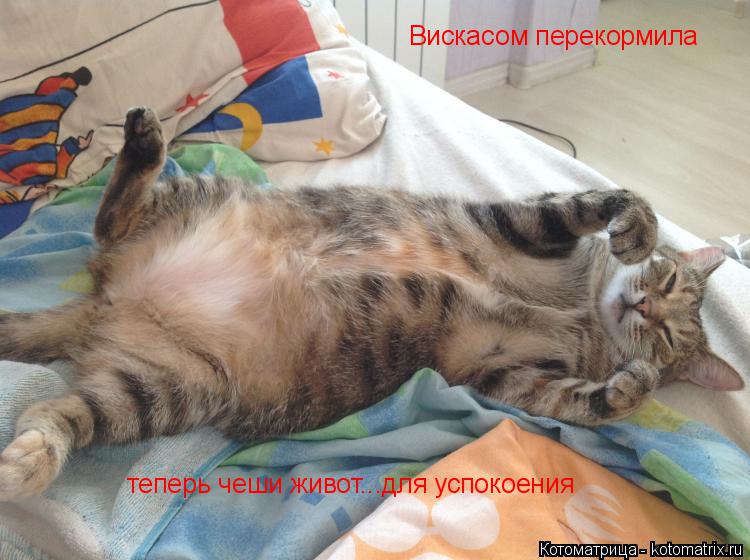 Вискасом перекормила теперь чеши живот...для успокоения... Котоматрица: Вискасом перекормила теперь чеши живот...для успокоения