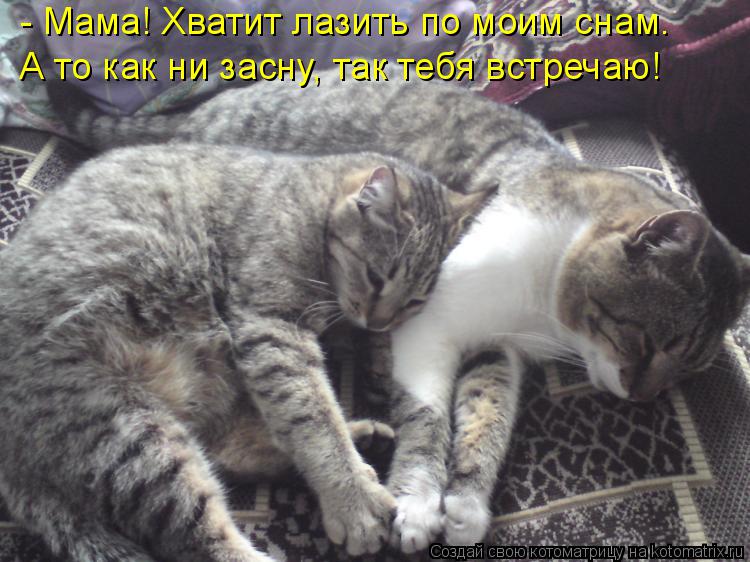 - Мама! Хватит лазить по моим снам. А то как ни засну, так тебя встречаю!... Котоматрица: - Мама! Хватит лазить по моим снам. А то как ни засну, так тебя встречаю!