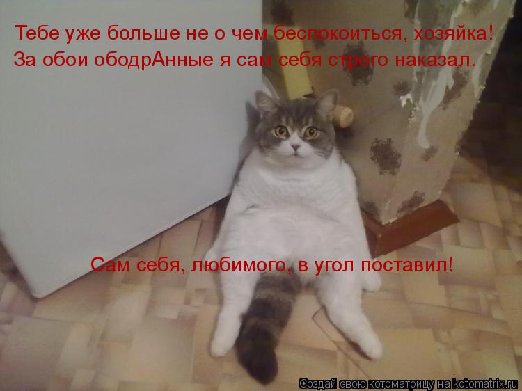 Тебе уже больше не о чем беспокоиться, хозяйка! За обои ободрАнные я сам себя строго наказал. Сам себ... Котоматрица: Тебе уже больше не о чем беспокоиться, хозяйка! За обои ободрАнные я сам себя строго наказал. Сам себя, любимого, в угол поставил!