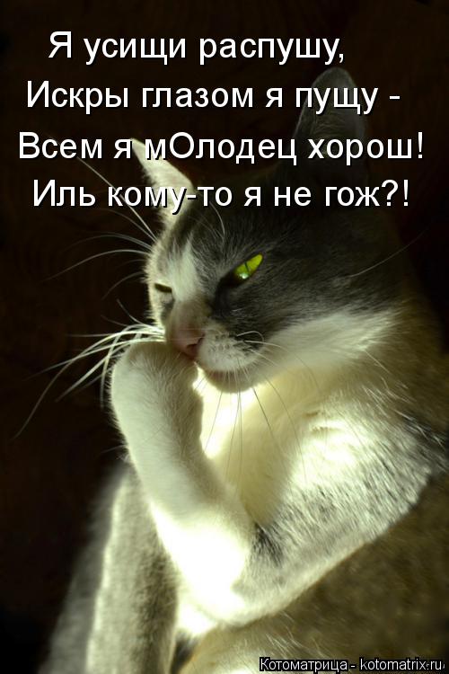 Я усищи распушу, Искры глазом я пущу - Всем я мОлодец хорош! Иль кому-то я не гож?!... Котоматрица: Я усищи распушу, Искры глазом я пущу - Всем я мОлодец хорош! Иль кому-то я не гож?!
