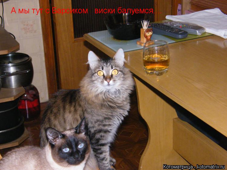 А мы тут с Барсиком виски балуемся....... Котоматрица: А мы тут с Барсиком виски балуемся....