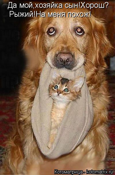 Да мой,хозяйка сын!Хорош? Рыжий!На меня похож!... Котоматрица: Да мой,хозяйка сын!Хорош? Рыжий!На меня похож!