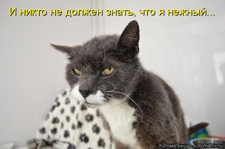 Котоматрица: И никто не должен знать, что я нежный...