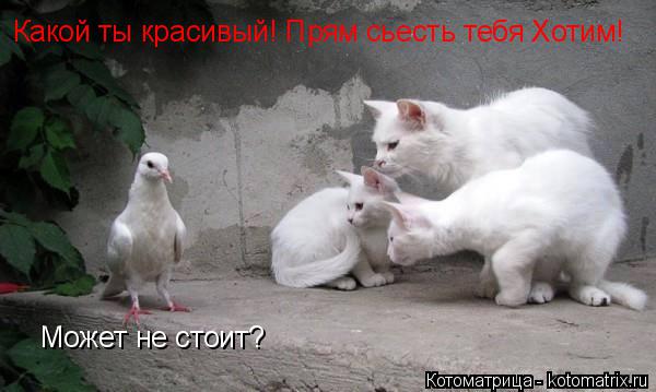 Какой ты красивый! Прям сьесть тебя Хотим! Может не стоит?... Котоматрица: Какой ты красивый! Прям сьесть тебя Хотим! Может не стоит?