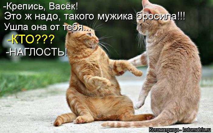 -Крепись, Васёк! Это ж надо, такого мужика бросила!!! Ушла она от тебя... -КТО??? -НАГЛОСТЬ!... Котоматрица: -Крепись, Васёк! Это ж надо, такого мужика бросила!!! Ушла она от тебя... -КТО??? -НАГЛОСТЬ!