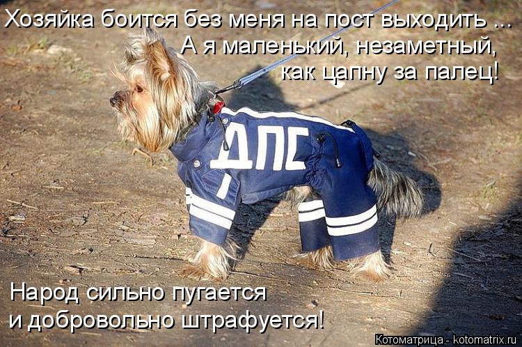 Хозяйка боится без меня на пост выходить ... как цапну за палец! А я маленький, незаметный, Народ си... Котоматрица: Хозяйка боится без меня на пост выходить ... как цапну за палец! А я маленький, незаметный, Народ сильно пугается и добровольно штрафуется!