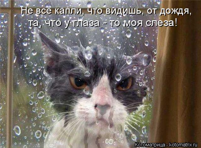 Не все капли, что видишь, от дождя, та, что у глаза - то моя слеза!... Котоматрица: Не все капли, что видишь, от дождя, та, что у глаза - то моя слеза!