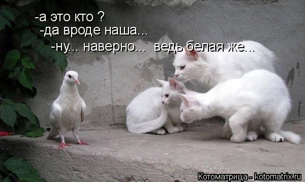 -а это кто ? -да вроде наша... -ну... наверно... ведь белая же...... Котоматрица: -а это кто ? -да вроде наша... -ну... наверно... ведь белая же...