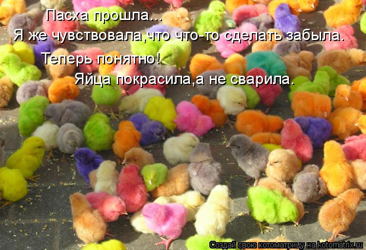 Пасха прошла... Я же чувствовала,что что-то сделать забыла. Теперь понятно! Яйца покрасила,а не сва... Котоматрица: Пасха прошла... Я же чувствовала,что что-то сделать забыла. Теперь понятно! Яйца покрасила,а не сварила.