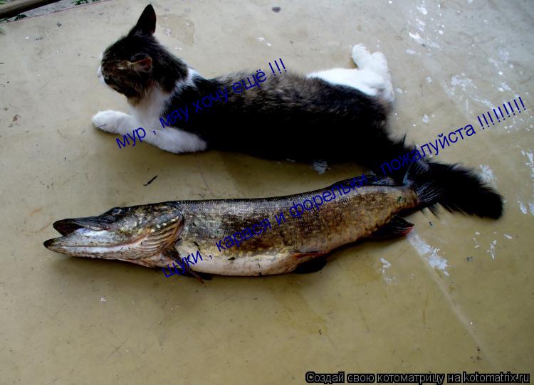 мур , мяу хочу ещё !!! щуки , карася и форельки , пожалуйста !!!!!!!!!... Котоматрица: мур , мяу хочу ещё !!! щуки , карася и форельки , пожалуйста !!!!!!!!!
