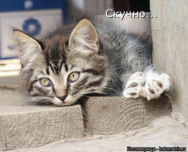 Скучно...... Котоматрица: Скучно...