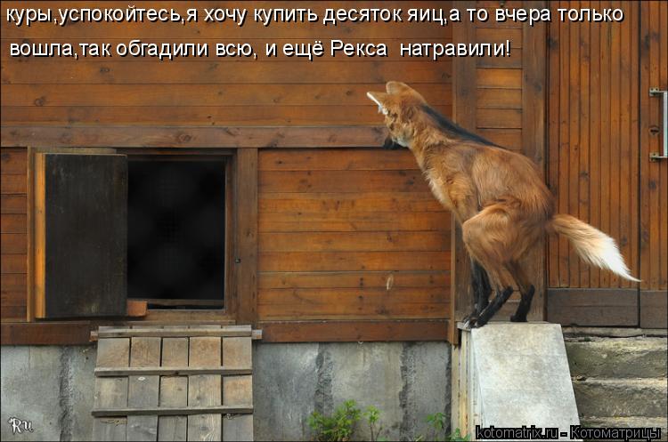 куры,успокойтесь,я хочу купить десяток яиц,а то вчера только вошла,так обгадили всю, и ещё Рекса нат... Котоматрица: куры,успокойтесь,я хочу купить десяток яиц,а то вчера только вошла,так обгадили всю, и ещё Рекса натравили!