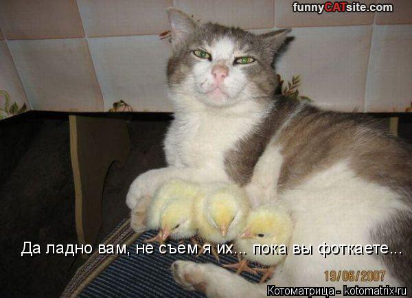 Да ладно вам, не съем я их... пока вы фоткаете...... Котоматрица: Да ладно вам, не съем я их... пока вы фоткаете...