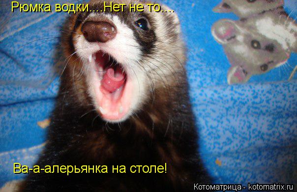 Рюмка водки....Нет не то.... Ва-а-алерьянка на столе!... Котоматрица: Рюмка водки....Нет не то.... Ва-а-алерьянка на столе!
