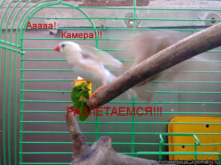 Ааааа! Камера!!! РАЗЛЕТАЕМСЯ!!!... Котоматрица: Ааааа! Камера!!! РАЗЛЕТАЕМСЯ!!!