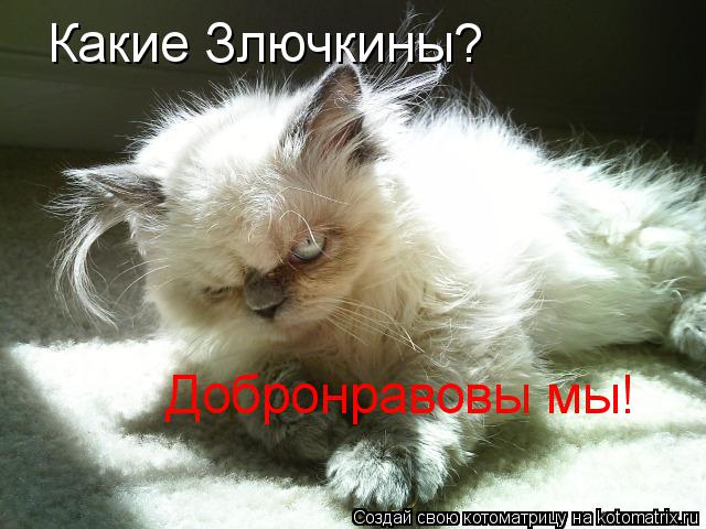 Какие Злючкины? Добронравовы мы!... Котоматрица: Какие Злючкины? Добронравовы мы!