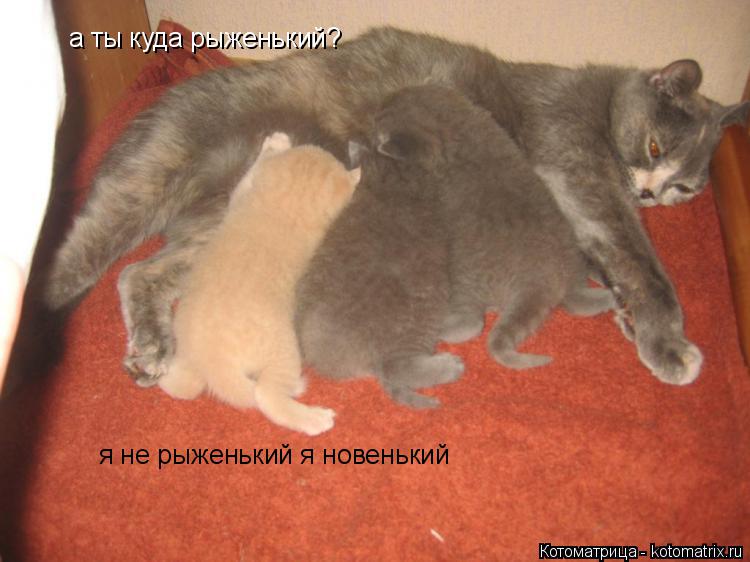 а ты куда рыженький? я не рыженький я новенький... Котоматрица: а ты куда рыженький? я не рыженький я новенький
