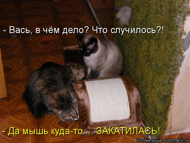 Котоматрица: - Вась, в чём дело? Что случилось?! - Да мышь куда-то ... ЗАКАТИЛАСЬ!