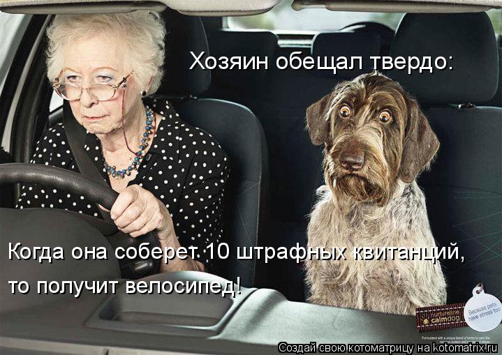 Хозяин обещал твердо: Когда она собеpет 10 штрафных квитанций, то получит велосипед!... Котоматрица: Хозяин обещал твердо: Когда она собеpет 10 штрафных квитанций, то получит велосипед!