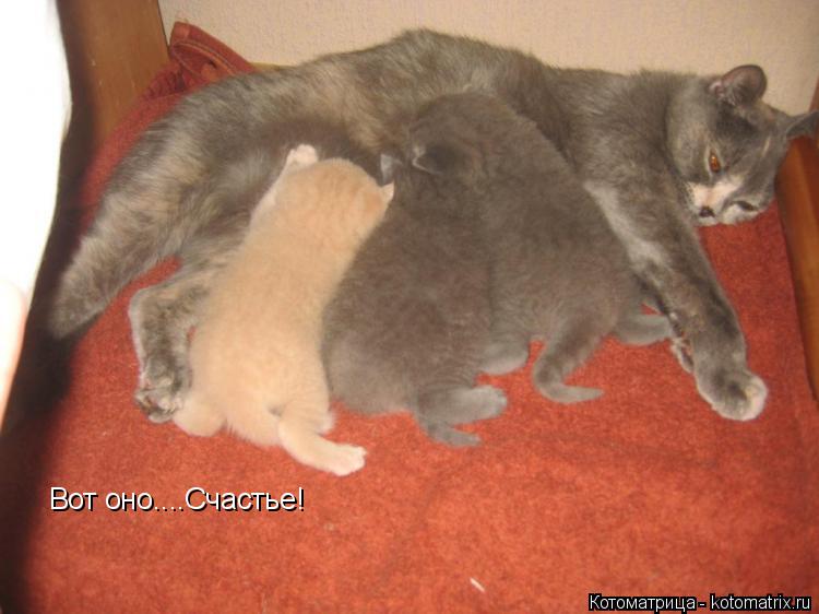 Вот оно....Счастье!... Котоматрица: Вот оно....Счастье!