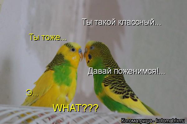 Ты такой классный... Ты тоже... Давай поженимся!... Э... WHAT???... Котоматрица: Ты такой классный... Ты тоже... Давай поженимся!... Э... WHAT???