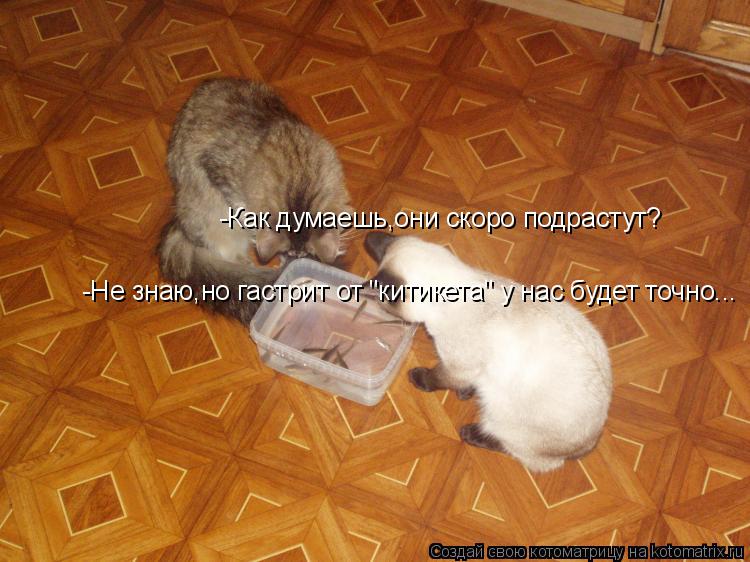 -Как думаешь,они скоро подрастут? -Не знаю,но гастрит от "китикета" у нас будет точно...... Котоматрица: -Как думаешь,они скоро подрастут? -Не знаю,но гастрит от "китикета" у нас будет точно...