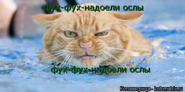 фух-фух-надоели ослы фух-фух-надоели ослы... Котоматрица: фух-фух-надоели ослы фух-фух-надоели ослы