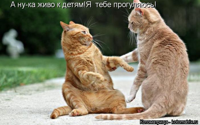 А ну-ка живо к детям!Я тебе прогуляюсь!... Котоматрица: А ну-ка живо к детям!Я тебе прогуляюсь!