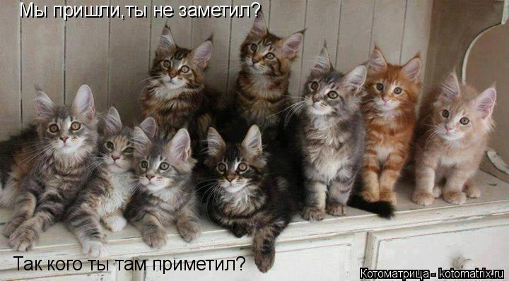 Мы пришли,ты не заметил? Так кого ты там приметил?... Котоматрица: Мы пришли,ты не заметил? Так кого ты там приметил?