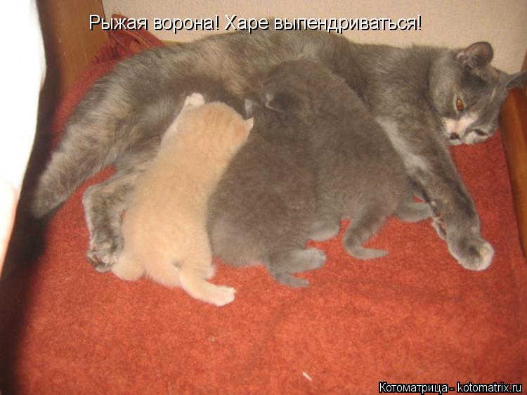 Рыжая ворона! Харе выпендриваться!... Котоматрица: Рыжая ворона! Харе выпендриваться!