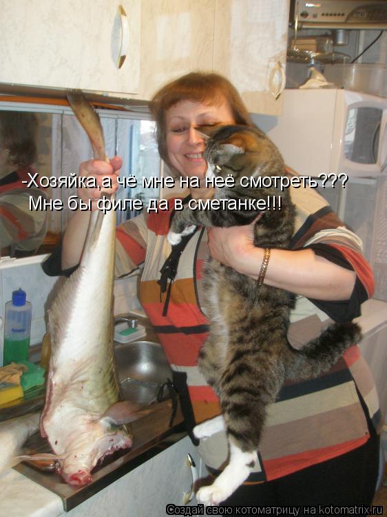 -Хозяйка,а чё мне на неё смотреть??? Мне бы филе да в сметанке!!!... Котоматрица: -Хозяйка,а чё мне на неё смотреть??? Мне бы филе да в сметанке!!!