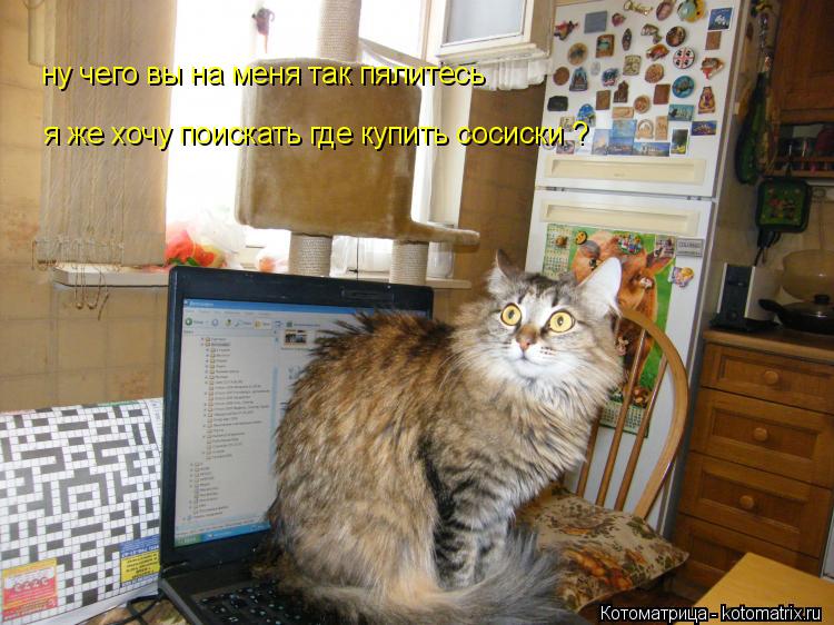 ну чего вы на меня так пялитесь я же хочу поискать где купить сосиски ?... Котоматрица: ну чего вы на меня так пялитесь я же хочу поискать где купить сосиски ?