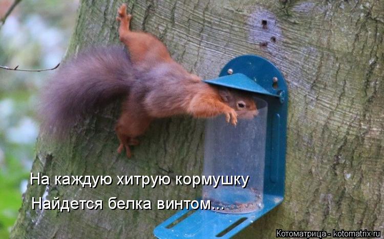 На каждую хитрую кормушку Найдется белка винтом...... Котоматрица: На каждую хитрую кормушку Найдется белка винтом...