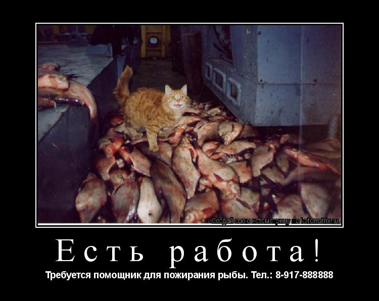 Есть работа! Требуется помощник для пожирания рыбы. Тел.: 8-917-888888... Котоматрица: Есть работа! Требуется помощник для пожирания рыбы. Тел.: 8-917-888888