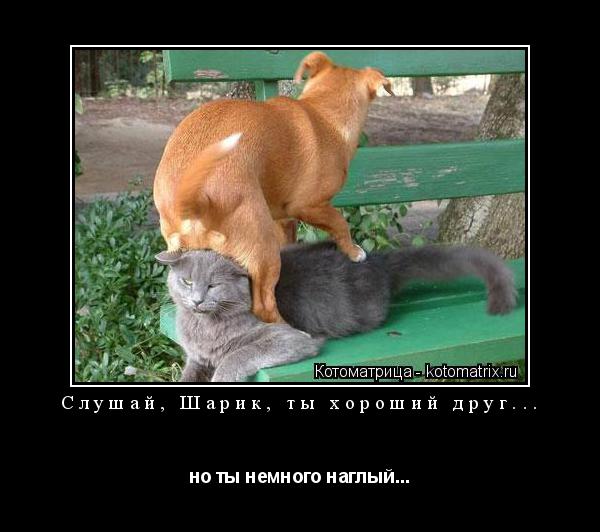 Котоматрица: Слушай, Шарик, ты хороший друг... но ты немного наглый...