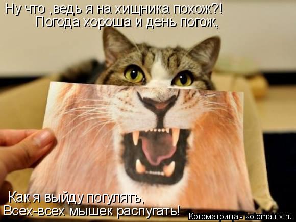 Ну что ,ведь я на хищника похож?! Погода хороша и день погож, Как я выйду погулять, Всех-всех мышек р... Котоматрица: Ну что ,ведь я на хищника похож?! Погода хороша и день погож, Как я выйду погулять, Всех-всех мышек распугать!