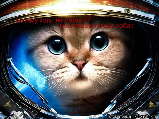 почему коты не летают? мы летаем лучше собак мы летаем лучше собак... Котоматрица: почему коты не летают? мы летаем лучше собак мы летаем лучше собак