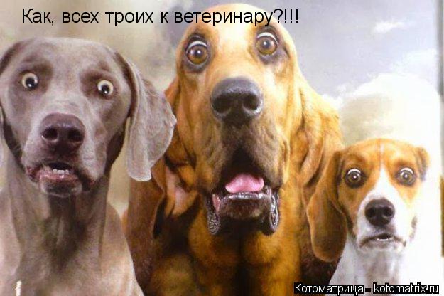 Как, всех троих к ветеринару?!!!... Котоматрица: Как, всех троих к ветеринару?!!!