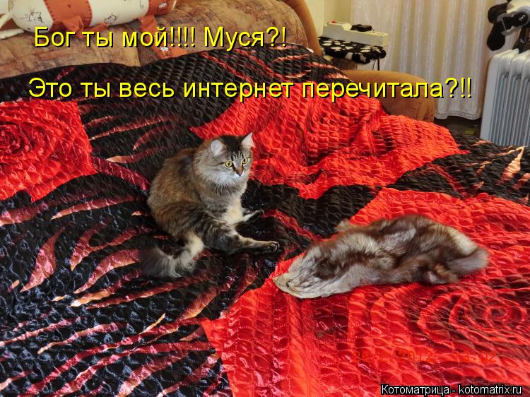 Бог ты мой!!!! Муся?! Это ты весь интернет перечитала?!!... Котоматрица: Бог ты мой!!!! Муся?! Это ты весь интернет перечитала?!!