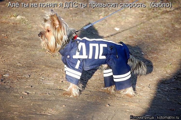 Алё ты не понял я ДПС ты привысил скорость (бабло)... Котоматрица: Алё ты не понял я ДПС ты привысил скорость (бабло)