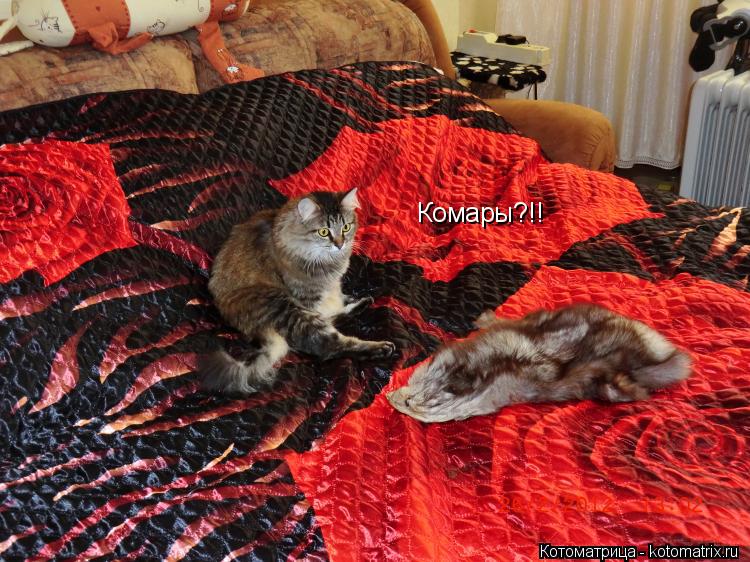 Комары?!!... Котоматрица: Комары?!!