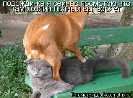 Котоматрица: подожди-ка я сейчас посмотрю что там там хозяин пьяный вытворяет