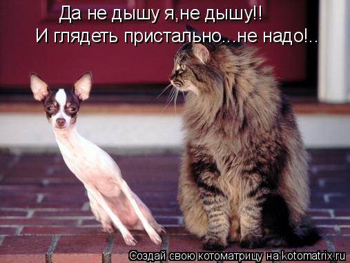 Да не дышу я,не дышу!! И глядеть пристально...не надо!..... Котоматрица: Да не дышу я,не дышу!! И глядеть пристально...не надо!..