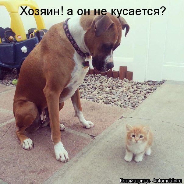 Хозяин! а он не кусается?... Котоматрица: Хозяин! а он не кусается?