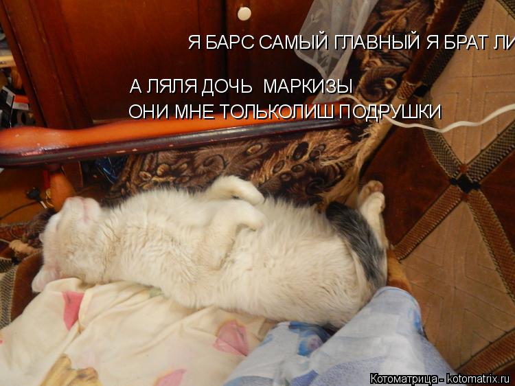 Котоматрица: Я БАРС САМЫЙ ГЛАВНЫЙ Я БРАТ ЛИЛИ И СЫН МУСИ  А ЛЯЛЯ ДОЧЬ  МАРКИЗЫ ОНИ МНЕ ТОЛЬКОЛИШ ПОДРУШКИ