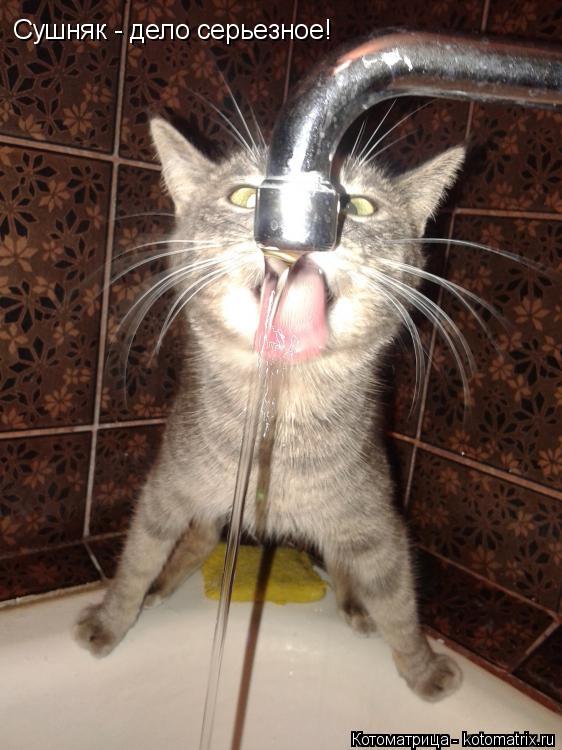 Сушняк - дело серьезное!... Котоматрица: Сушняк - дело серьезное!