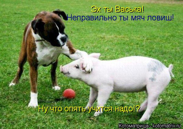 Эх ты Васька! Неправильно ты мяч ловиш! Ну что опять учится надо!?... Котоматрица: Эх ты Васька! Неправильно ты мяч ловиш! Ну что опять учится надо!?