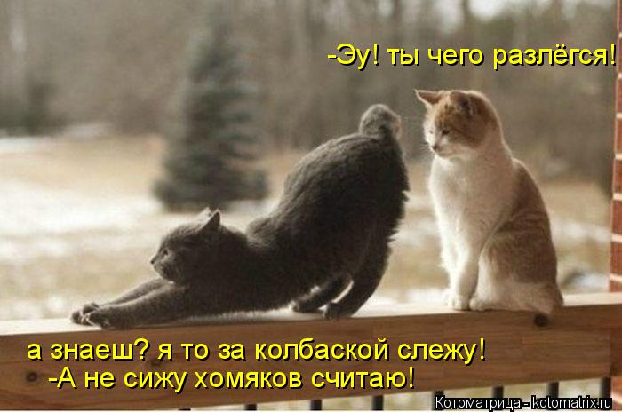 -Эу! ты чего разлёгся! а знаеш? я то за колбаской слежу! -А не сижу хомяков считаю!... Котоматрица: -Эу! ты чего разлёгся! а знаеш? я то за колбаской слежу! -А не сижу хомяков считаю!