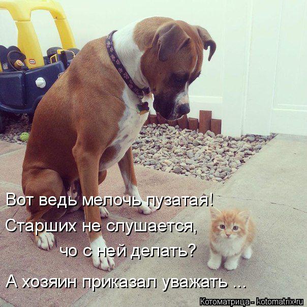 Старших не слушается, Вот ведь мелочь пузатая! чо с ней делать? А хозяин приказал уважать ...... Котоматрица: Старших не слушается, Вот ведь мелочь пузатая! чо с ней делать? А хозяин приказал уважать ...